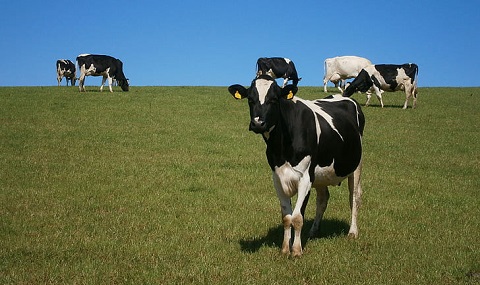 Cows grazing in field 