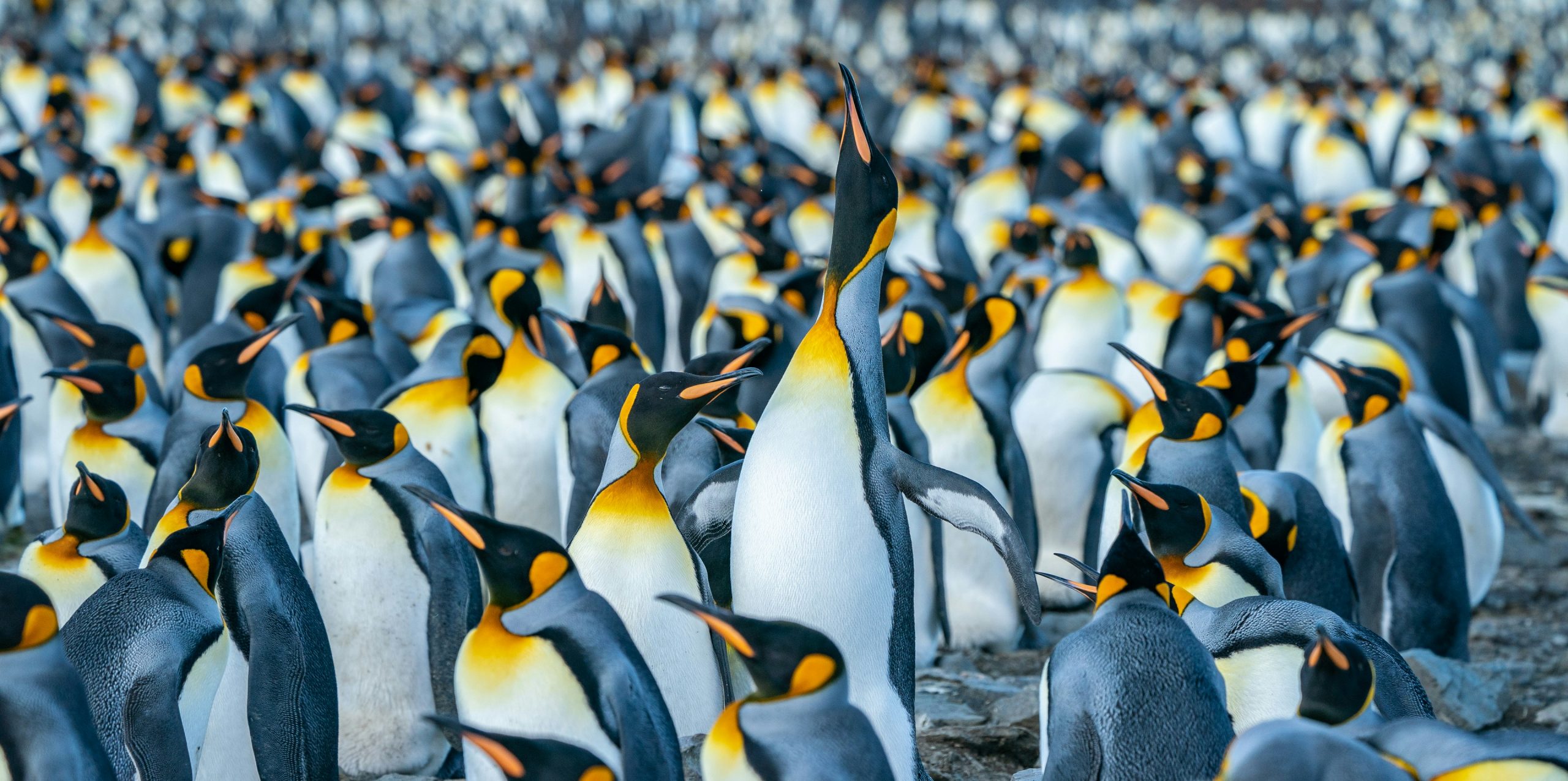 Stand Out in a Crowded Market: Free Webinar for SMEs